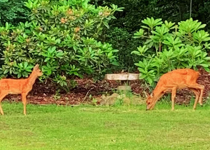 Nyaraló 4 Person In Toftlund-by Traum